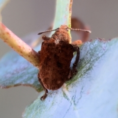 Gonipterus sp. (genus) at Wodonga - 3 Feb 2024 08:19 AM