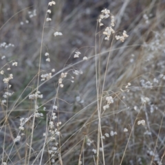 Briza maxima (Quaking Grass, Blowfly Grass) at WREN Reserves - 2 Feb 2024 by KylieWaldon