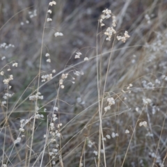 Briza maxima (Quaking Grass, Blowfly Grass) at WREN Reserves - 3 Feb 2024 by KylieWaldon