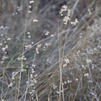 Briza maxima (Quaking Grass, Blowfly Grass) at WREN Reserves - 2 Feb 2024 by KylieWaldon