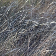 Rytidosperma sp. (Wallaby Grass) at Wodonga - 2 Feb 2024 by KylieWaldon