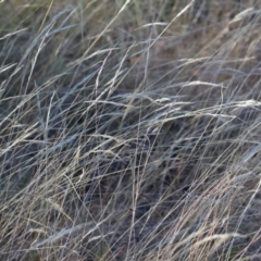 Rytidosperma sp. (Wallaby Grass) at WREN Reserves - 3 Feb 2024 by KylieWaldon