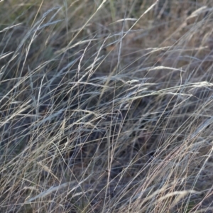 Rytidosperma sp. at Wodonga - 3 Feb 2024