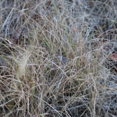 Rytidosperma sp. at Wodonga - 3 Feb 2024