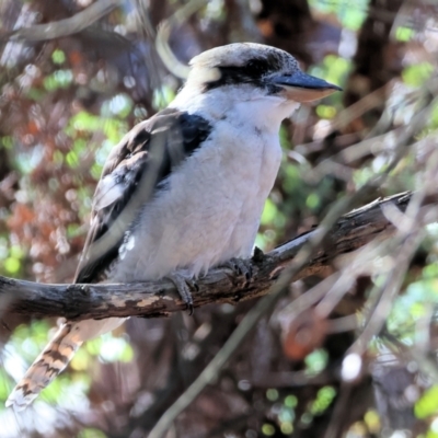 Dacelo novaeguineae (Laughing Kookaburra) at Wodonga - 3 Feb 2024 by KylieWaldon