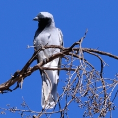 Coracina novaehollandiae (Black-faced Cuckooshrike) at WREN Reserves - 3 Feb 2024 by KylieWaldon