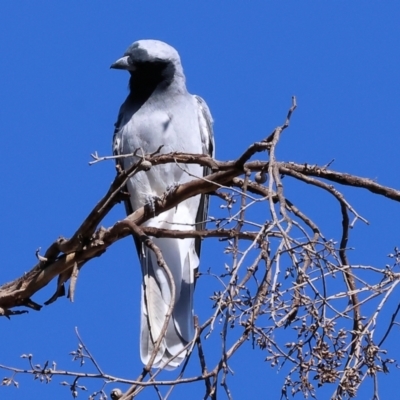 Coracina novaehollandiae (Black-faced Cuckooshrike) at WREN Reserves - 2 Feb 2024 by KylieWaldon