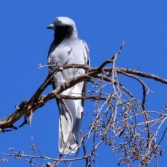 Coracina novaehollandiae (Black-faced Cuckooshrike) at Wodonga - 2 Feb 2024 by KylieWaldon