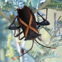 Mictis profana (Crusader Bug) at WREN Reserves - 2 Feb 2024 by KylieWaldon