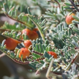 Austroacacidiplosis botrycephalae at WREN Reserves - 3 Feb 2024