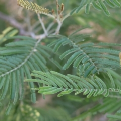 Acacia mearnsii (Black Wattle) at Baranduda, VIC - 2 Feb 2024 by KylieWaldon