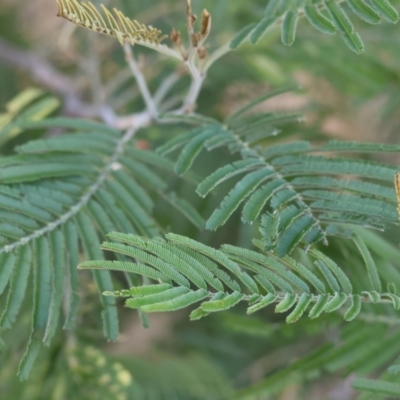 Acacia mearnsii (Black Wattle) at Wodonga - 2 Feb 2024 by KylieWaldon