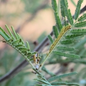 Acacia mearnsii at Wodonga - 3 Feb 2024 08:26 AM