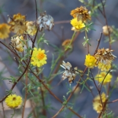 Xerochrysum viscosum (Sticky Everlasting) at Baranduda, VIC - 2 Feb 2024 by KylieWaldon