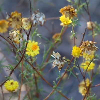 Xerochrysum viscosum (Sticky Everlasting) at Wodonga - 2 Feb 2024 by KylieWaldon