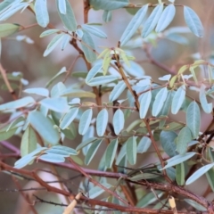 Indigofera australis subsp. australis (Australian Indigo) at Wodonga - 2 Feb 2024 by KylieWaldon