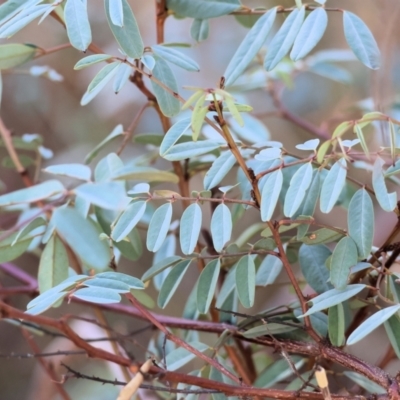 Indigofera australis subsp. australis (Australian Indigo) at Monitoring Site 145 - Riparian - 3 Feb 2024 by KylieWaldon