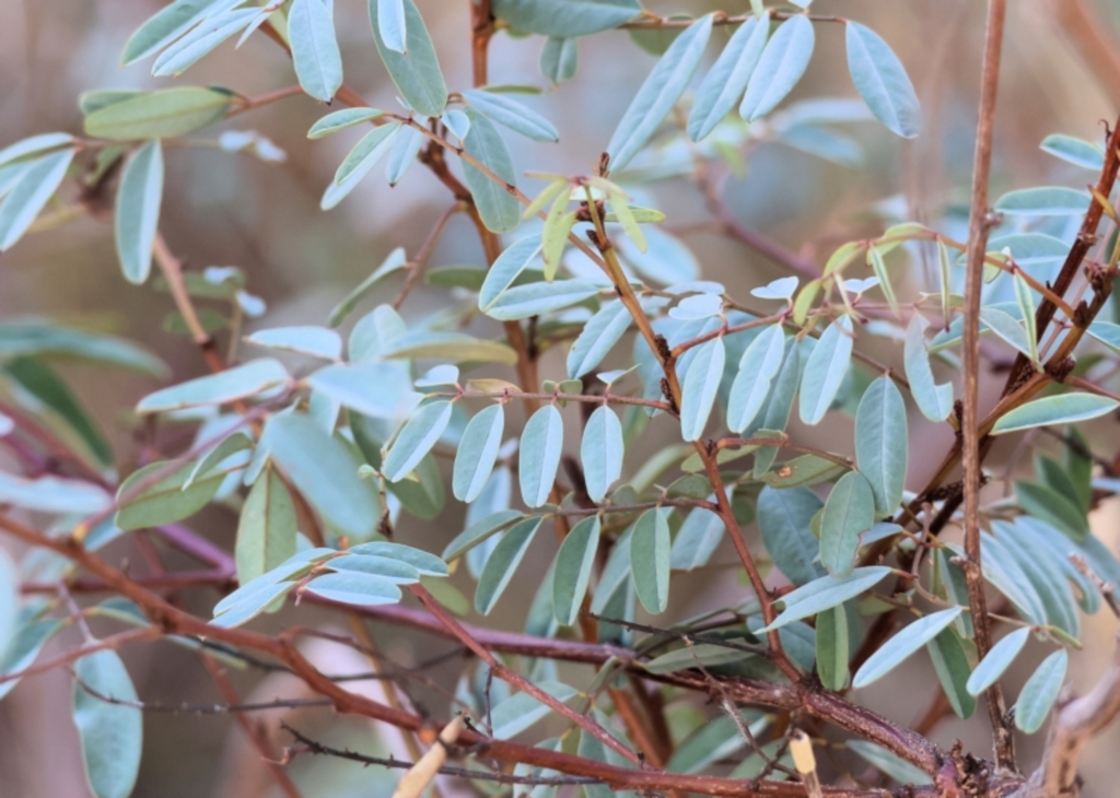 Indigofera australis subsp. australis at Monitoring Site 145 - Riparian - 3 Feb 2024