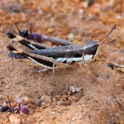 Acrididae sp. (family) (Unidentified Grasshopper) at WREN Reserves - 2 Feb 2024 by KylieWaldon