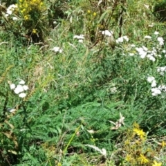 Achillea millefolium (Yarrow) at Lower Cotter Catchment - 3 Feb 2024 by rangerstacey
