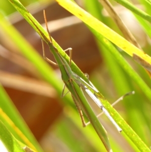 Acrida conica at Wingecarribee Local Government Area - 1 Feb 2024