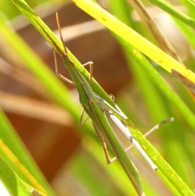 Acrida conica (Giant green slantface) at Wingecarribee Local Government Area - 1 Feb 2024 by Curiosity