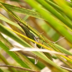 Acrida conica at Wingecarribee Local Government Area - 1 Feb 2024