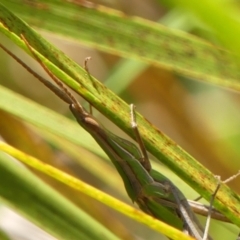 Acrida conica at Wingecarribee Local Government Area - 1 Feb 2024