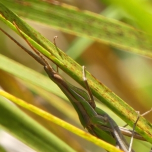 Acrida conica at Wingecarribee Local Government Area - 1 Feb 2024