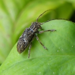 Unidentified Longhorn beetle (Cerambycidae) at Braemar - 1 Feb 2024 by Curiosity