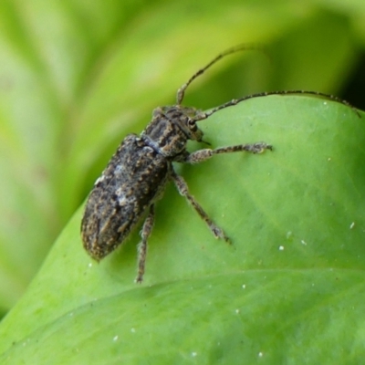 Unidentified Longhorn beetle (Cerambycidae) at Braemar - 1 Feb 2024 by Curiosity