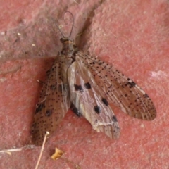 Archichauliodes (Riekochauliodes) guttiferus (Dobsonfly or Fishfly) at Wingecarribee Local Government Area - 3 Feb 2024 by Curiosity