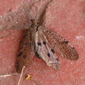 Archichauliodes (Riekochauliodes) guttiferus at Wingecarribee Local Government Area - 3 Feb 2024