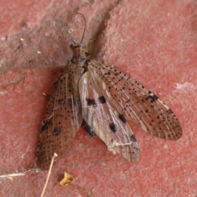 Archichauliodes (Riekochauliodes) guttiferus (Dobsonfly or Fishfly) at Wingecarribee Local Government Area - 2 Feb 2024 by Curiosity