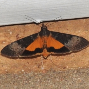 Uresiphita ornithopteralis at Wanniassa, ACT - 3 Feb 2024