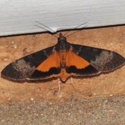 Uresiphita ornithopteralis (Tree Lucerne Moth) at Wanniassa, ACT - 3 Feb 2024 by JohnBundock