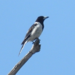 Cracticus nigrogularis (Pied Butcherbird) at Burrinjuck, NSW - 3 Feb 2024 by SonyaDuus