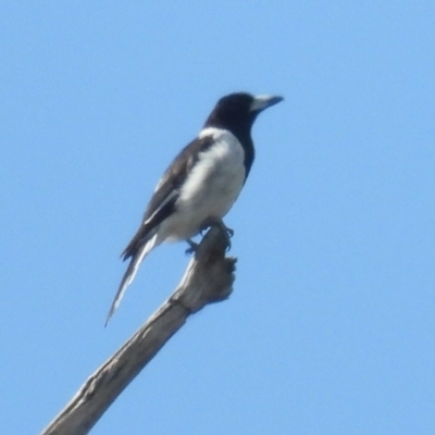 Cracticus nigrogularis (Pied Butcherbird) at Burrinjuck, NSW - 3 Feb 2024 by SonyaDuus