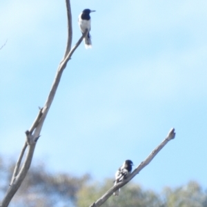 Cracticus nigrogularis at Burrinjuck, NSW - 4 Feb 2024 09:15 AM