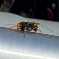 Cryptocheilus bicolor (Orange Spider Wasp) at QPRC LGA - 4 Feb 2024 by Simone