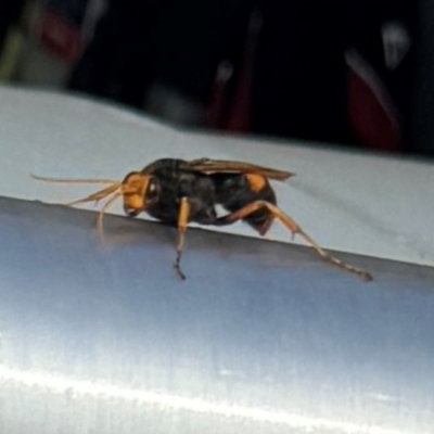 Cryptocheilus sp. (genus) (Spider wasp) at Sutton, NSW - 3 Feb 2024 by Simone