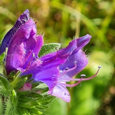 Echium plantagineum (Paterson's Curse) at Symonston, ACT - 3 Feb 2024 by Mike