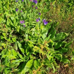 Echium plantagineum at Mount Mugga Mugga - 4 Feb 2024 10:26 AM