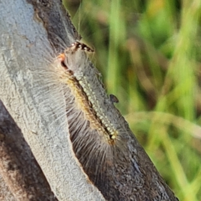 Uraba lugens (Gumleaf Skeletonizer) at Mount Mugga Mugga - 4 Feb 2024 by Mike