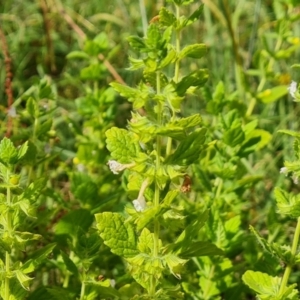 Melissa officinalis at Mount Mugga Mugga - 4 Feb 2024 09:53 AM