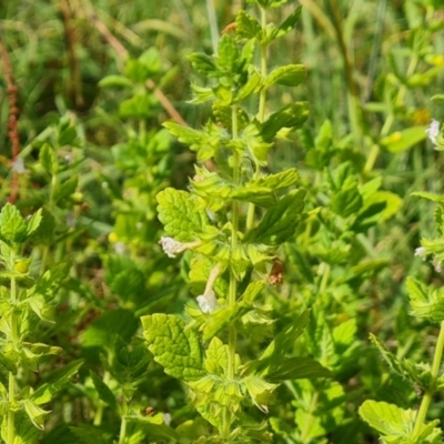 Melissa officinalis (Lemon Balm, Common Balm) at Symonston, ACT - 3 Feb 2024 by Mike