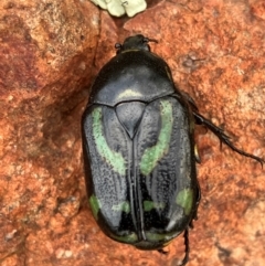 Chlorobapta frontalis (A flower scarab) at Hall, ACT - 4 Feb 2024 by strigo