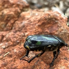 Chlorobapta frontalis at Hall, ACT - 4 Feb 2024 08:18 AM