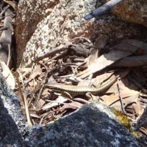 Eulamprus heatwolei at Namadgi National Park - 15 Oct 2017 01:27 PM