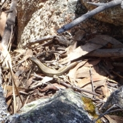 Eulamprus heatwolei at Namadgi National Park - 15 Oct 2017